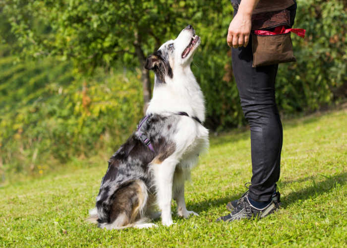 collie deaf dog training