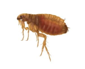 Common dog flea