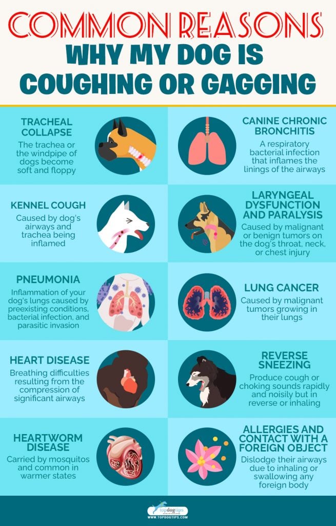 Coughing, Gagging and Choking in Dogs