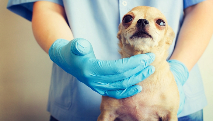Cushing's Disease in dogs