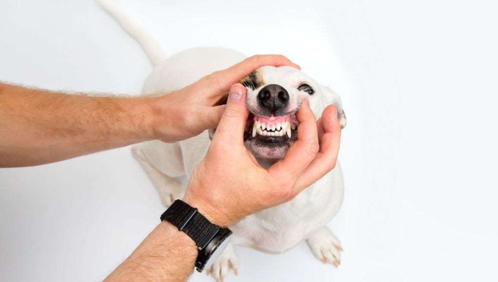 dehydrated-dog-gums-featured-image (1)