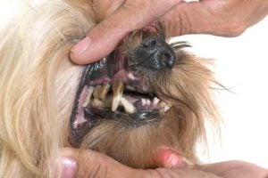 Dental Problems in Senior Dogs