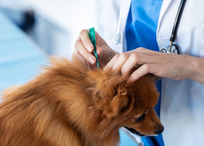 Deworming for roundworm in dogs