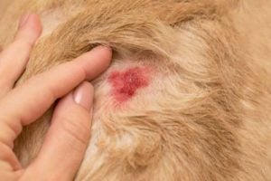 Diagnosis of Staph Infection in Dogs