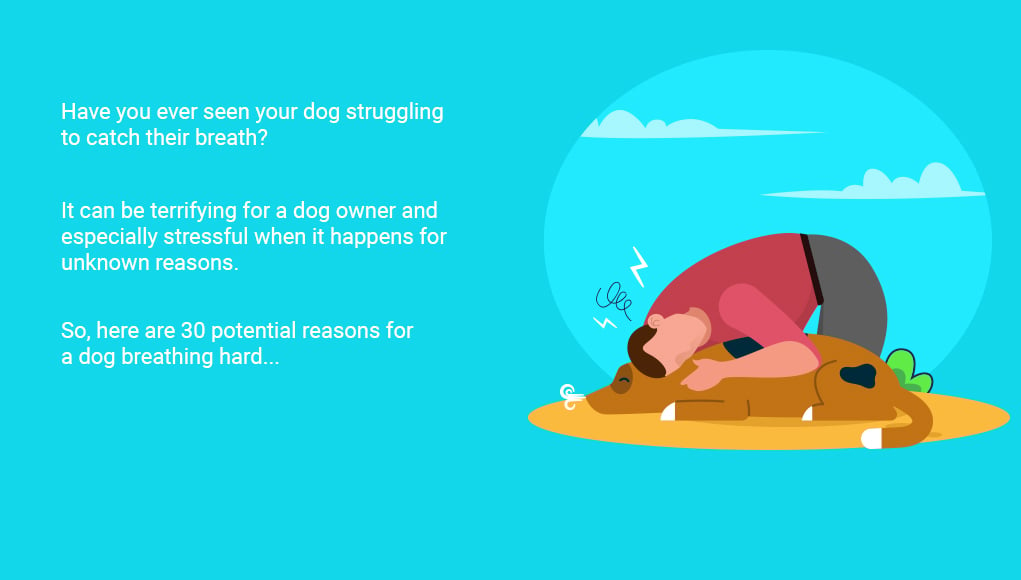 Dog Breathing Hard- 30 Reasons Why and What to Do
