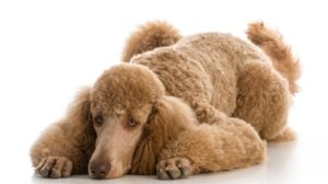 Poodle - Dog Breeds Most at Risk for Arthritis
