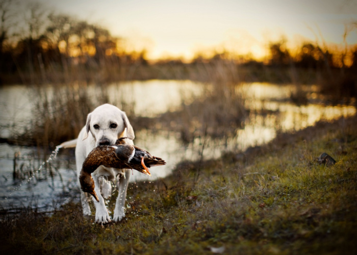 Dog carrying a duck