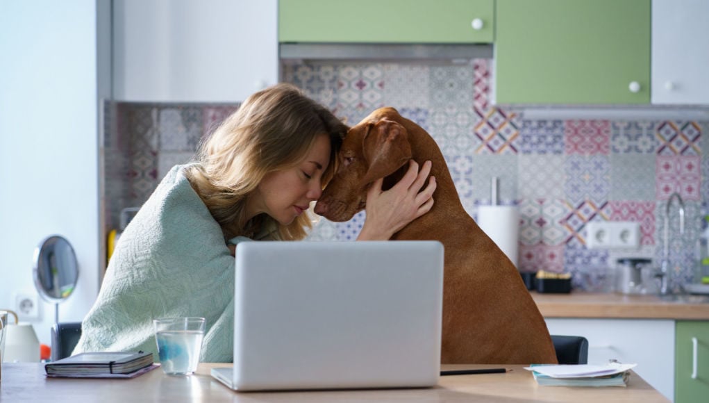 dog-dementia-checklist-featured-image
