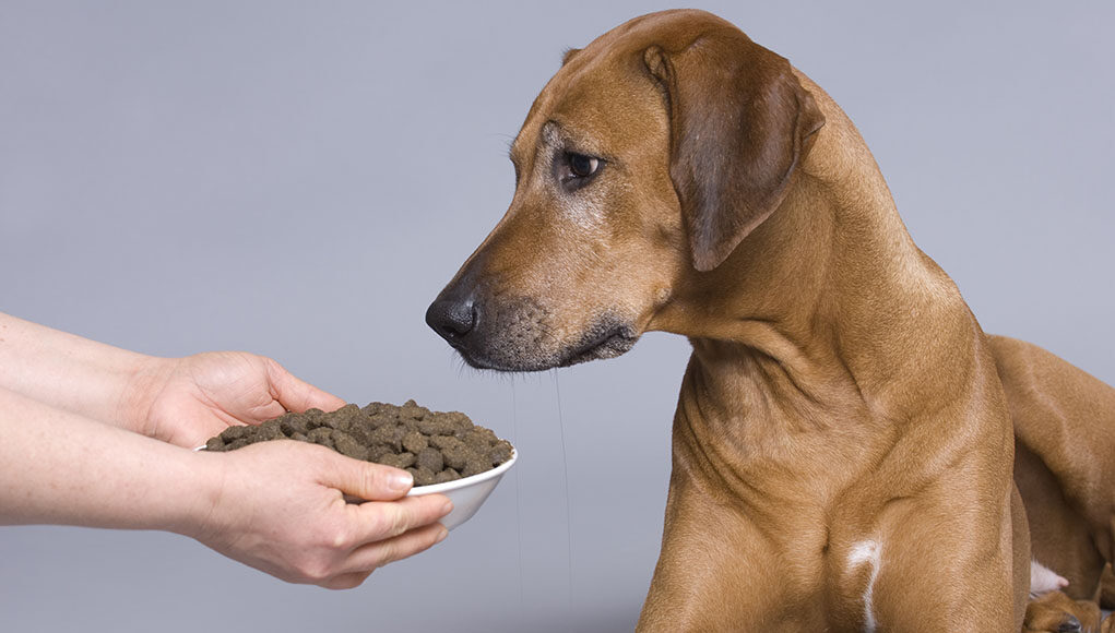 Dog Dementia Diet Featured Image