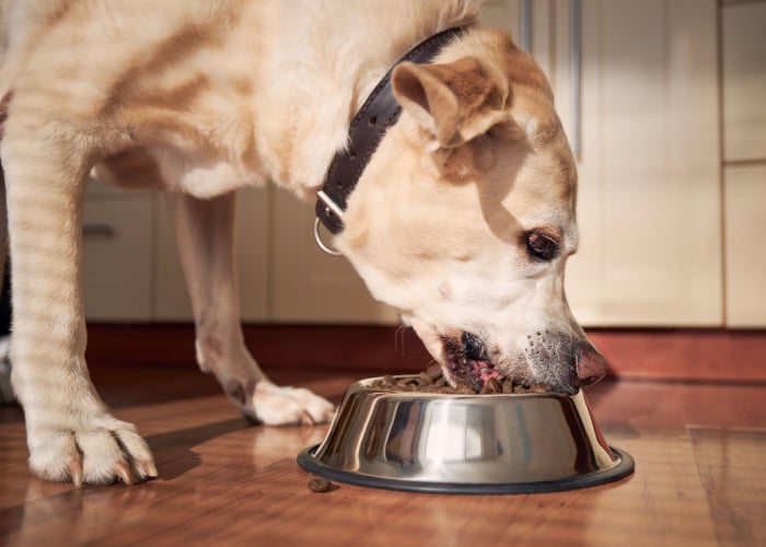 Dog Dementia Diet Senior Dog eating