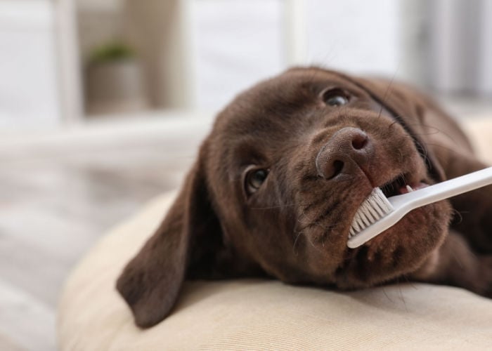 dog dental abscess prevention