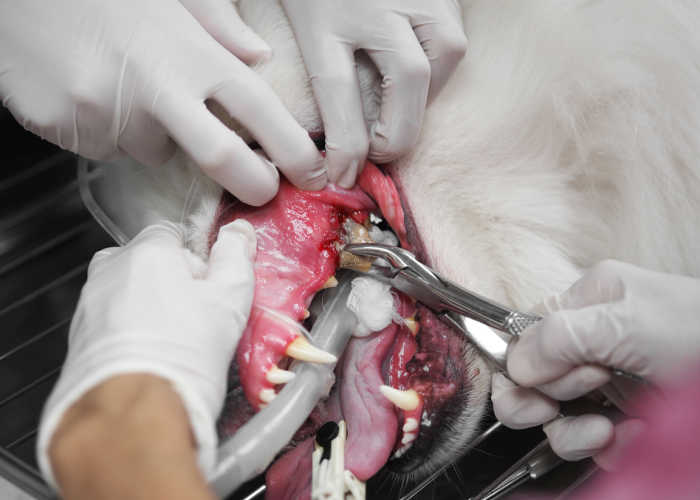 dog dental abscess treatment