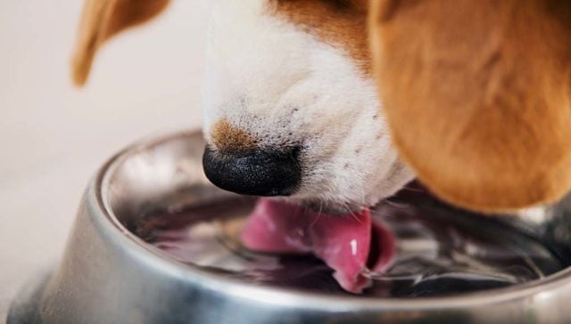 Dog Dental Water Additive - What It Is and How to Use It