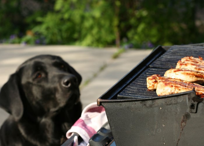 dog eating charcoal