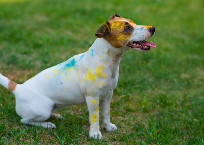 dog eating crayons