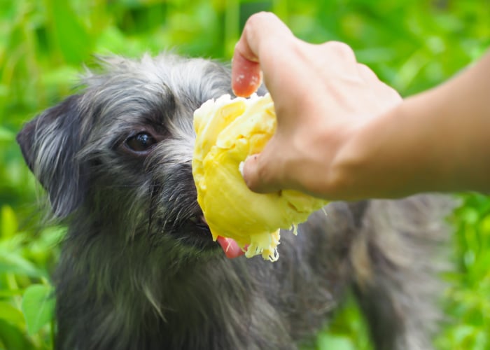 dog eating durian