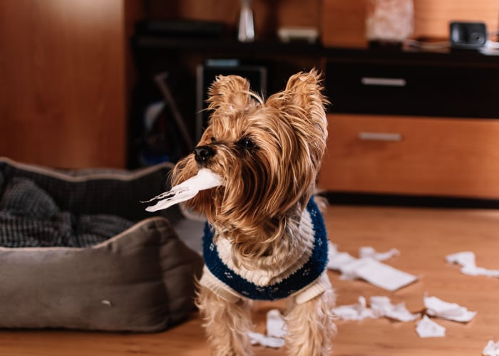Dog eating paper