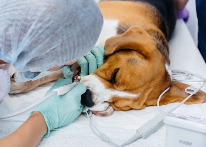 dog gingivitis treatment