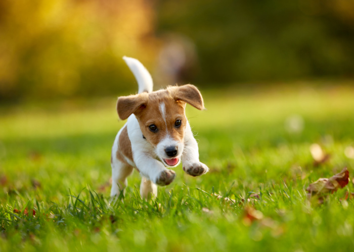 why do dogs roll in grass - puppy running in grass