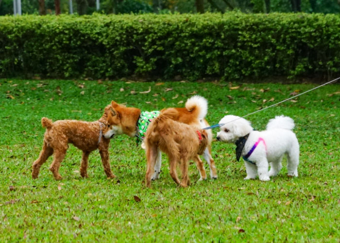 what supplies to prepare before visiting a dog park