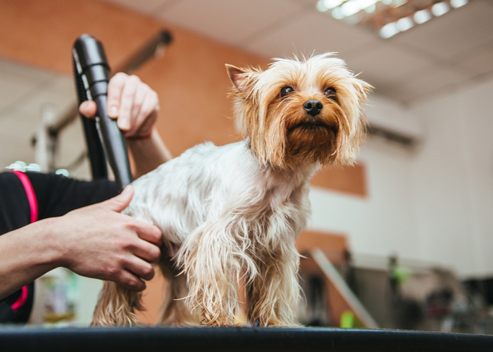 dog scooting caused by poor grooming