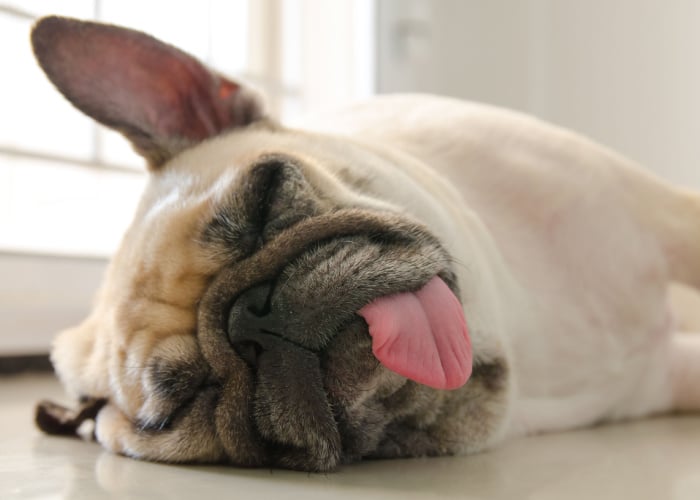 Dog Tongue Hanging out while sleeping