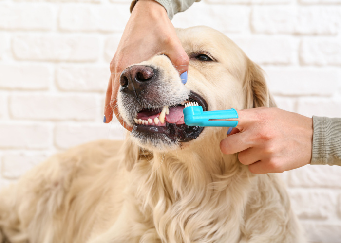 dog tooth extraction recovery