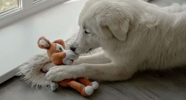 Dog toys could be carriers of bacteria and worm eggs featured image