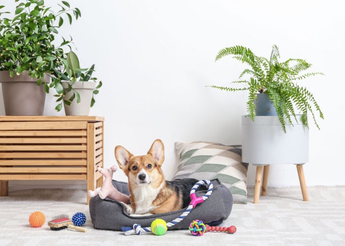 Corgi dog in his bed surrounded by his favorite toys