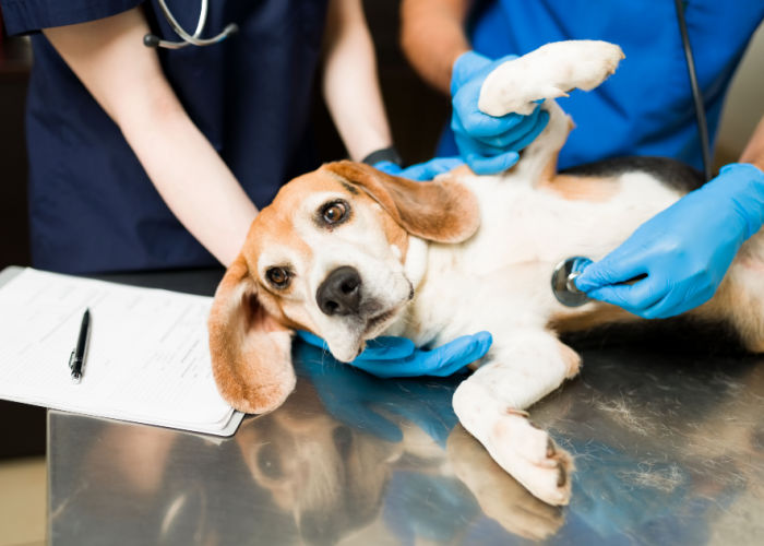 Dog vomit treatment at the vet