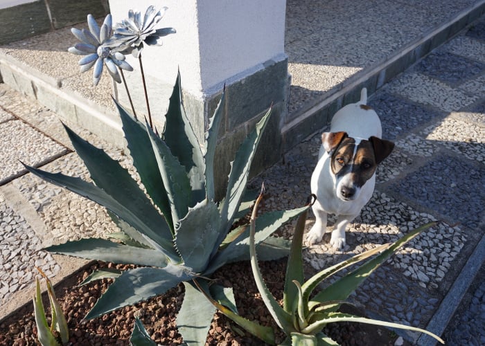 Dog with Aloe Plant