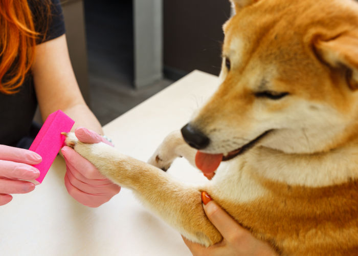 removing human nail polish on dogs with a nail file