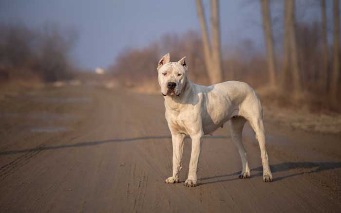Dogo Argentino - Best Hunting Dog