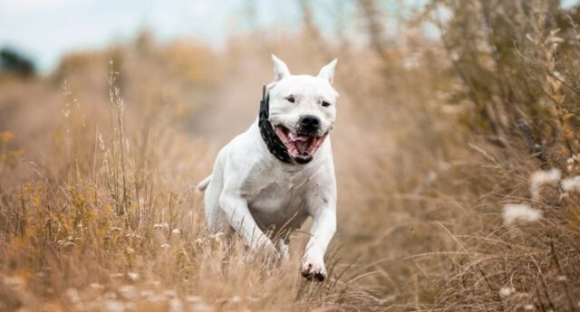 Dogo Argentino Dog Breed Profile Featured Image