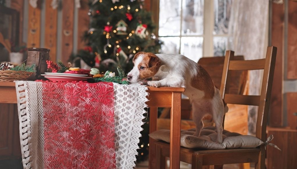 Dogs Christmas Dinner Ideas