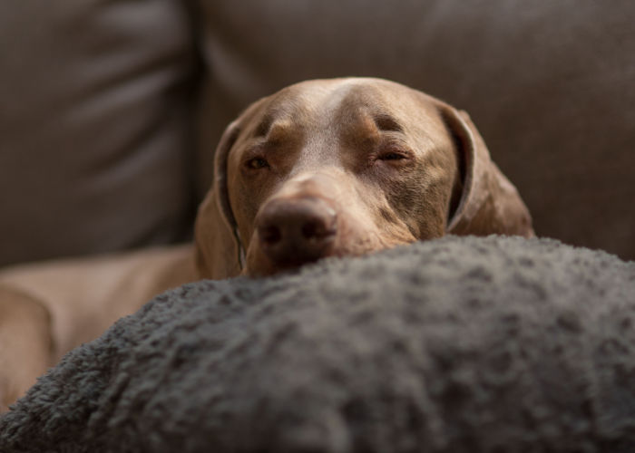 dogs open eyes while sleeping