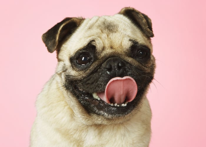 Dogs sticking tongue out