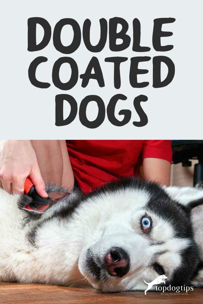 Double Coated Dogs