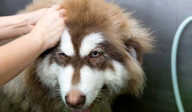 Double Coated Dogs and How to Groom Them