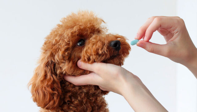 Dramamine for Dogs Featured Image