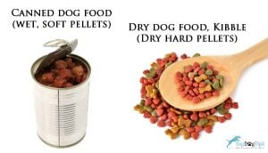 Dry dog food vs Canned dog food