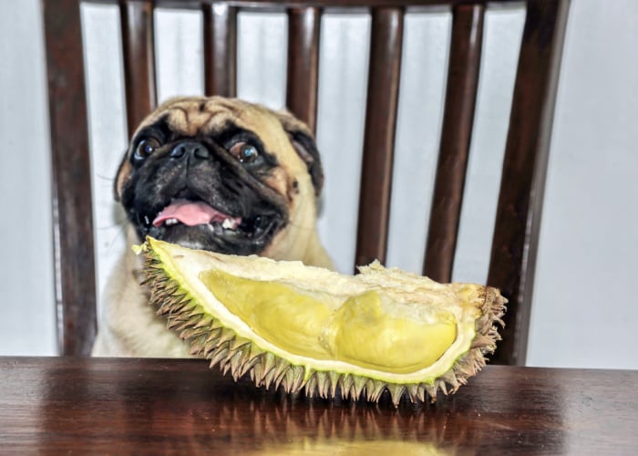 durian fruit benefits to dogs
