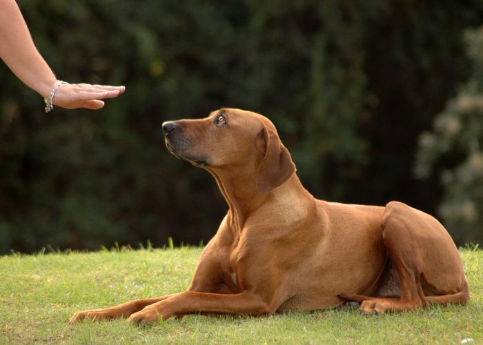 easy ways to train a deaf dog