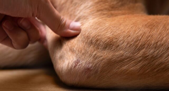 Elbow Hygromas in Dogs Featured Image