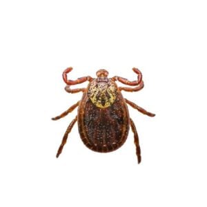 Encephalitis or Lyme Virus Infected Tick Insect