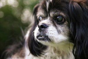 Eye Disorders in Senior Dogs