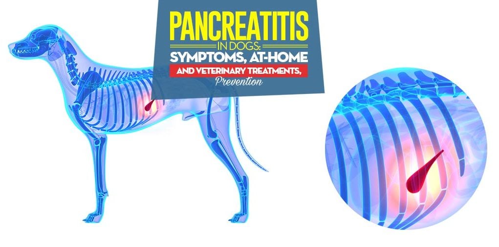 Facts on Pancreatitis in Dogs