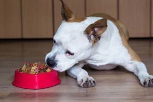 Feeding Conditions for senior dogs