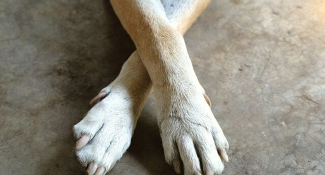 Foot or Toe Cancer in Dogs Featured Image