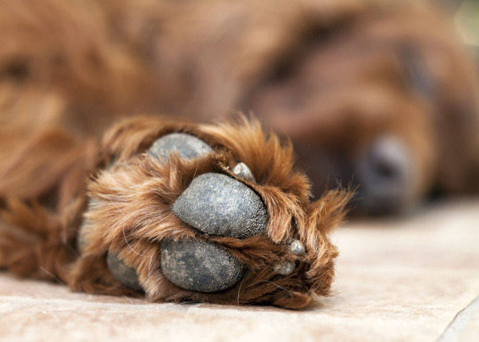 Foot or Toe Cancer in Dogs